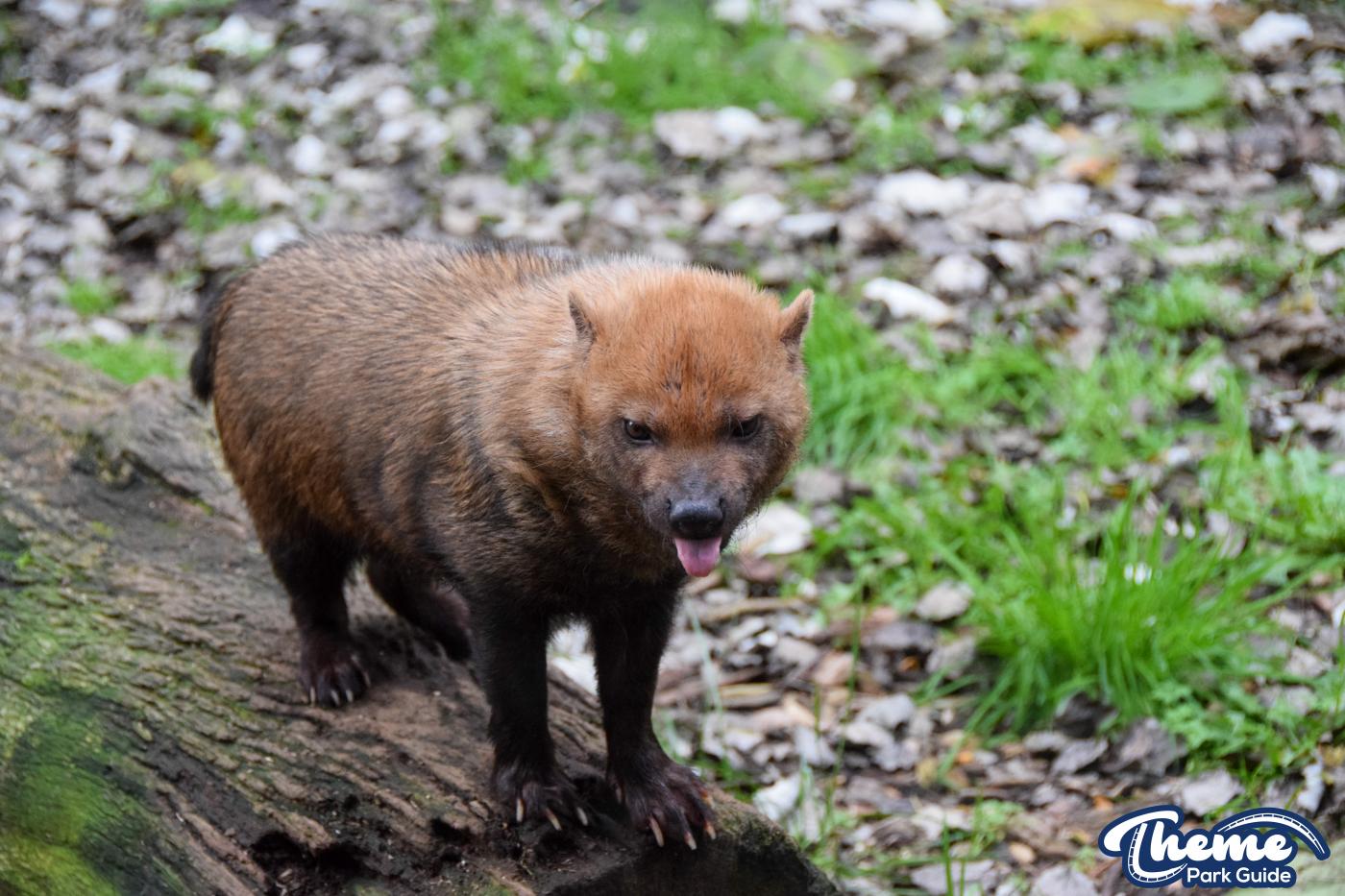 Busch Dogs - Chessington Zoo