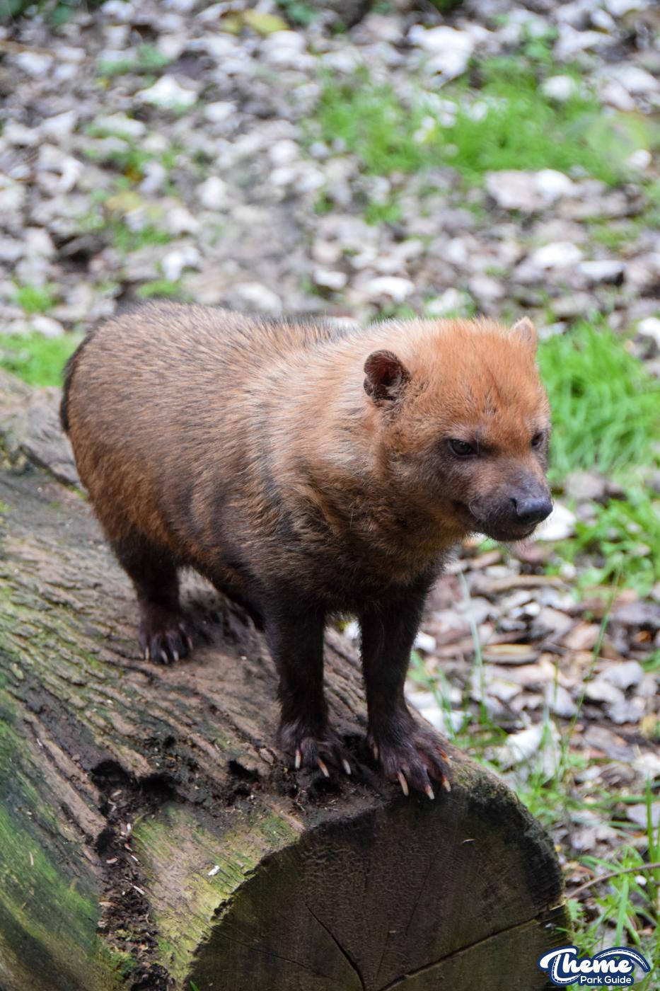 Busch Dogs - Chessington Zoo