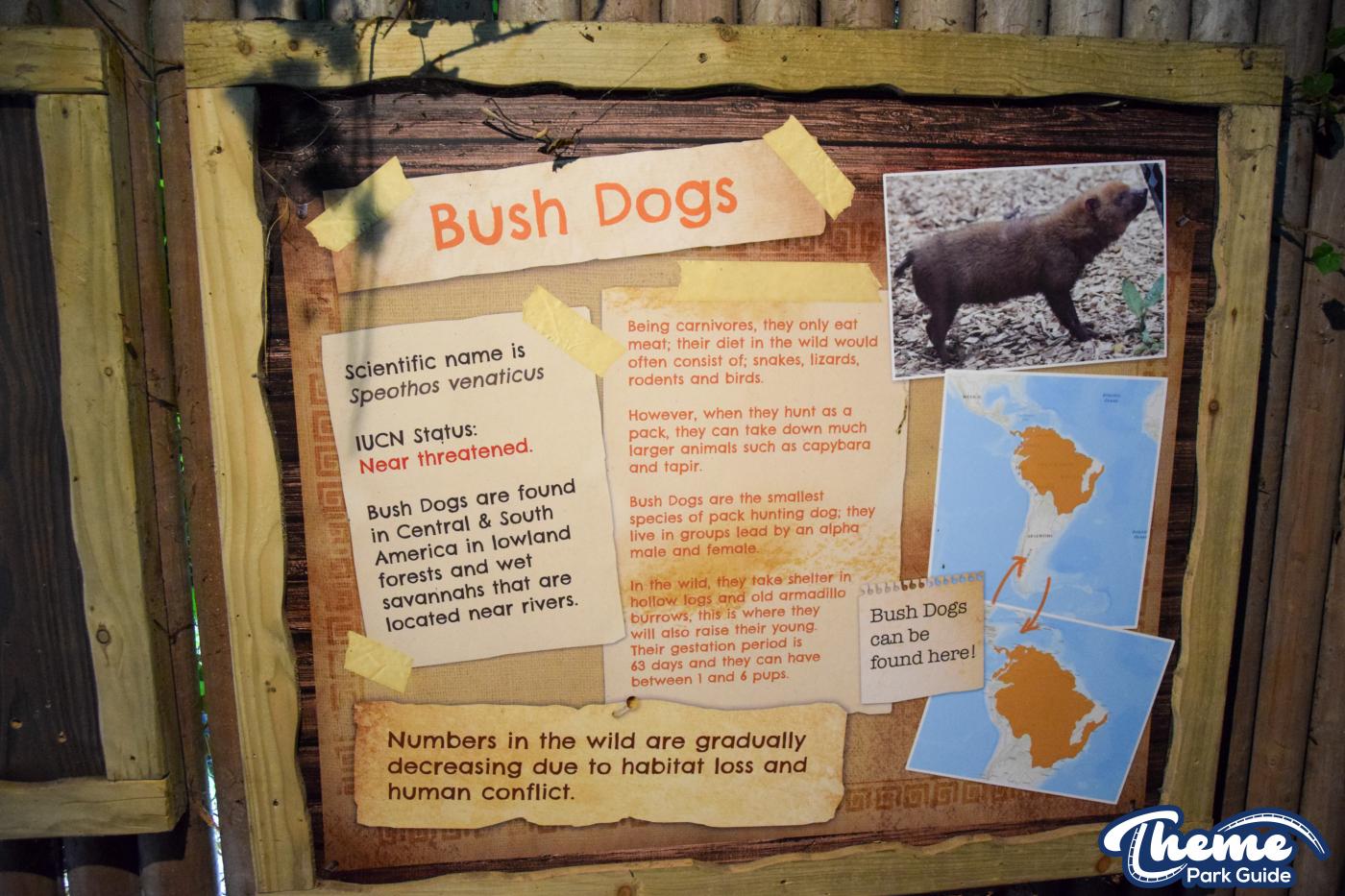 Busch Dogs - Chessington Zoo