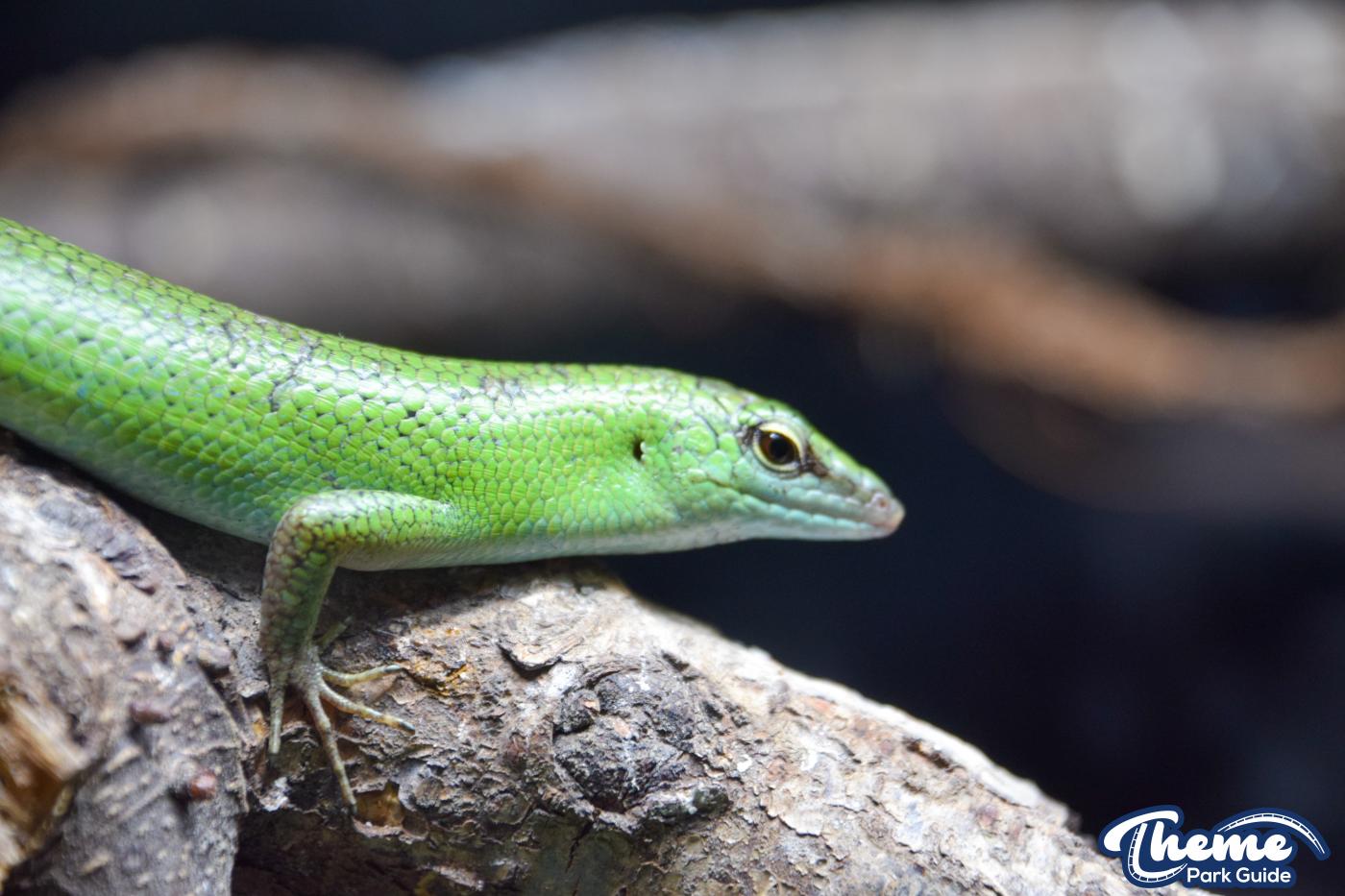Sealife Centre - Chessington Zoo