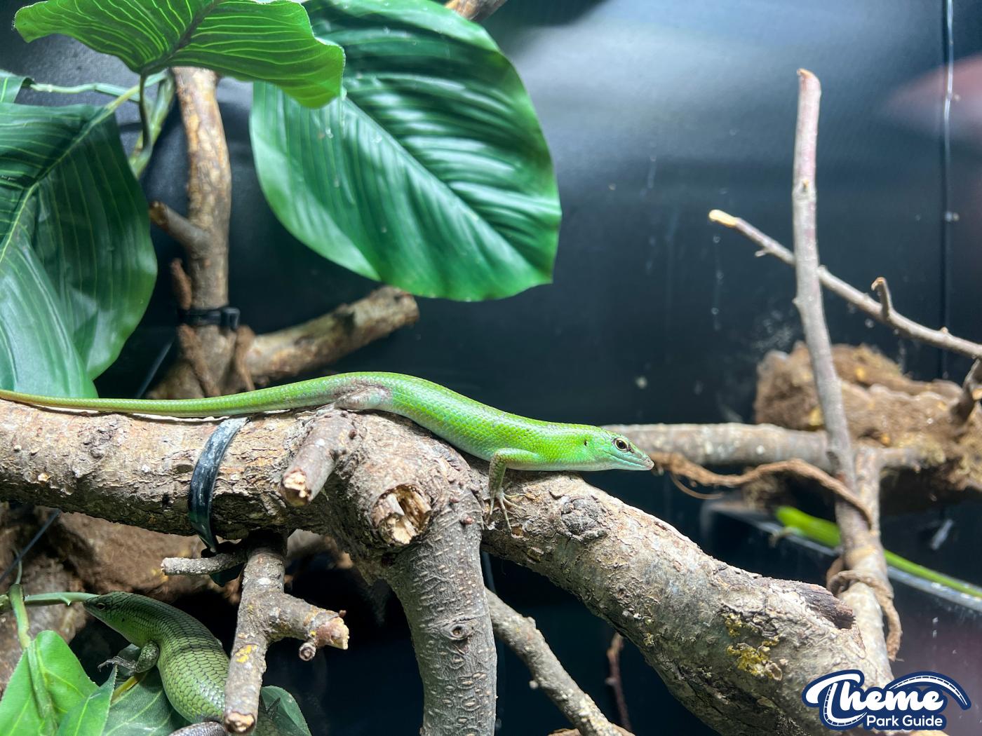Sealife Centre - Chessington Zoo