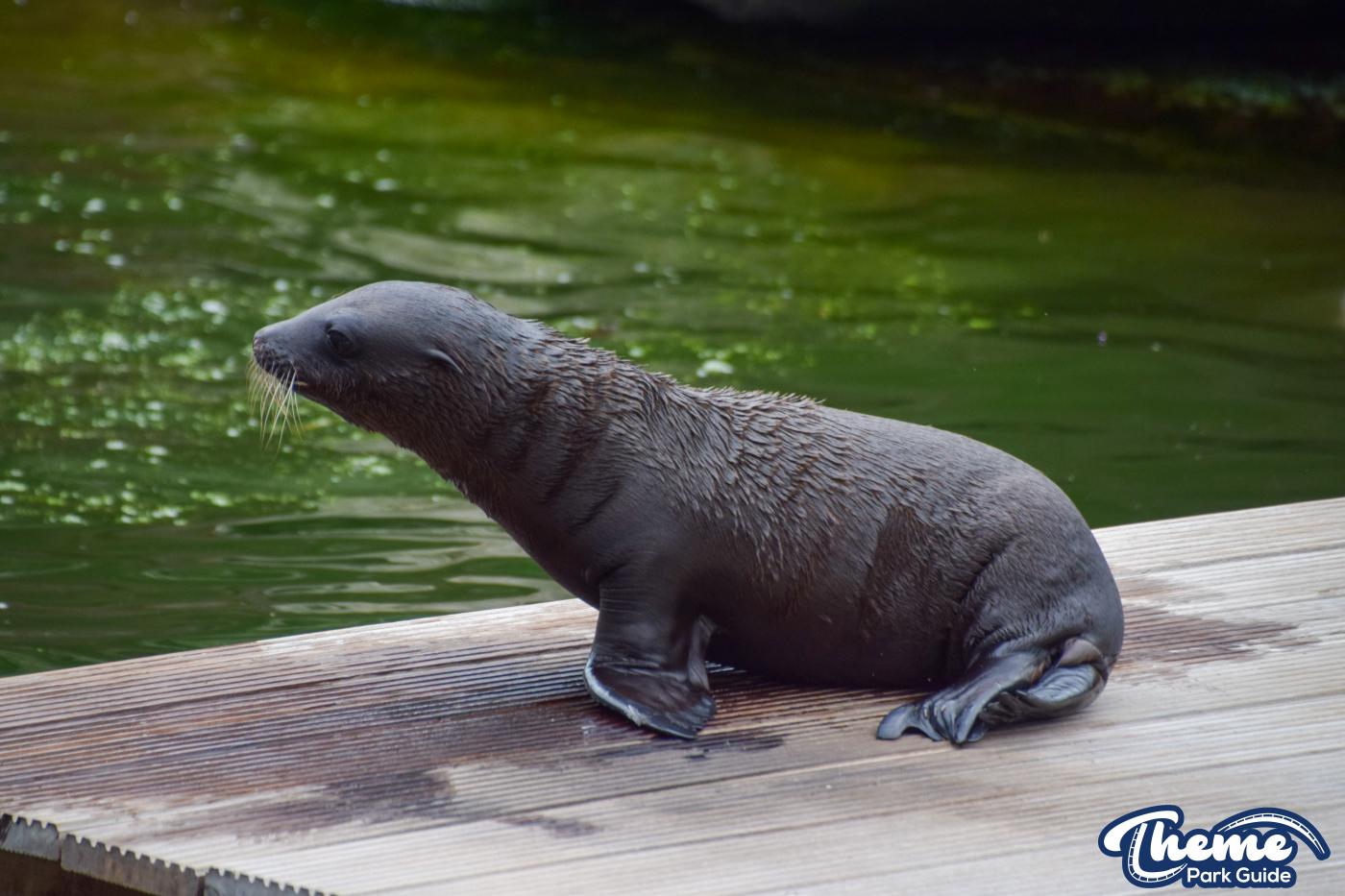 Baby Hugo New Sealion Born At Chessington