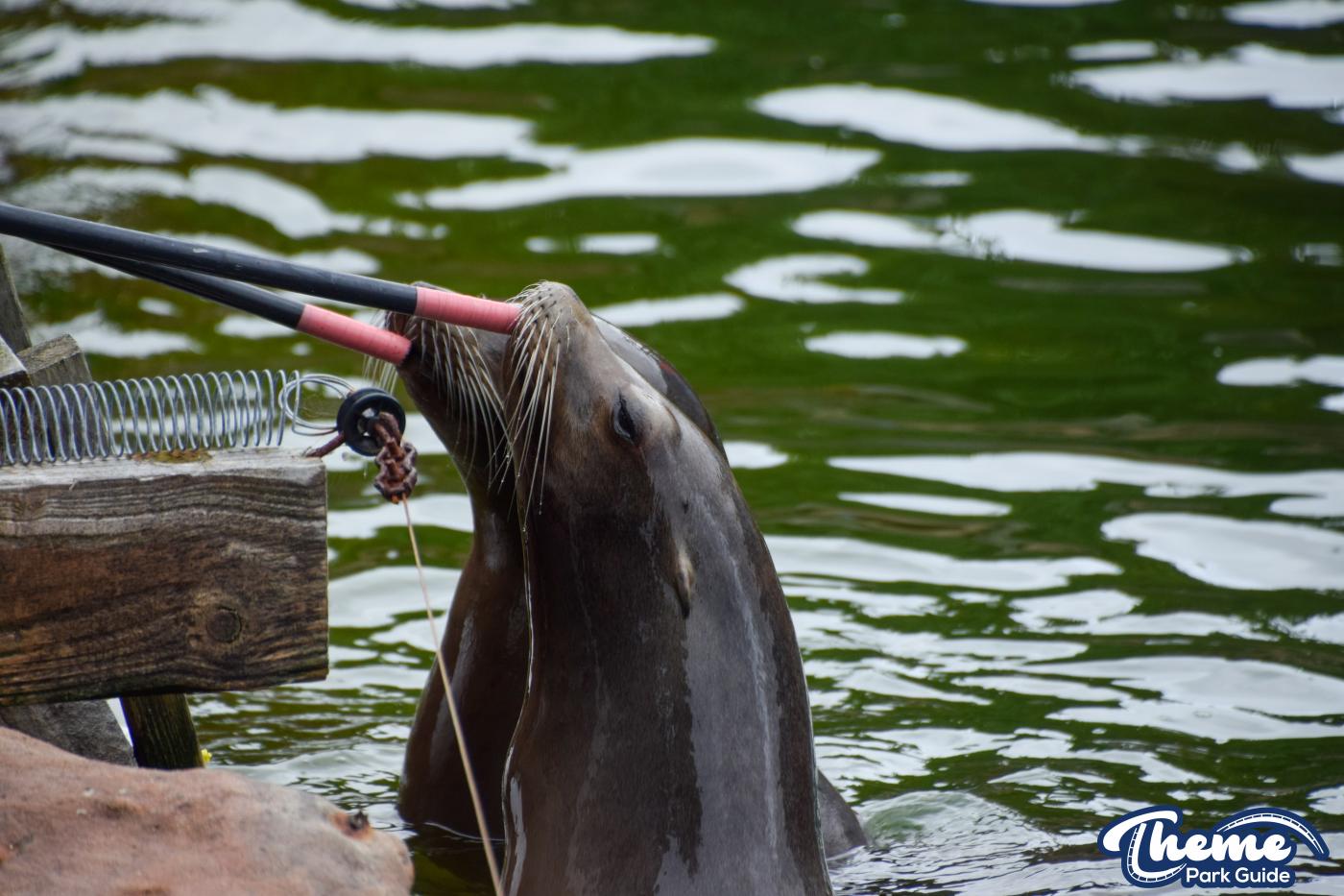 Baby Hugo New Sealion Born At Chessington