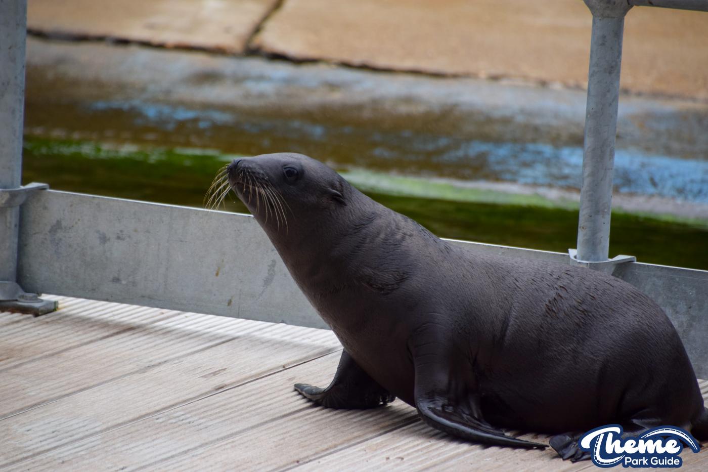 Baby Hugo New Sealion Born At Chessington