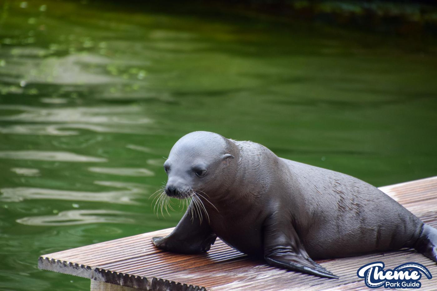 Baby Hugo New Sealion Born At Chessington
