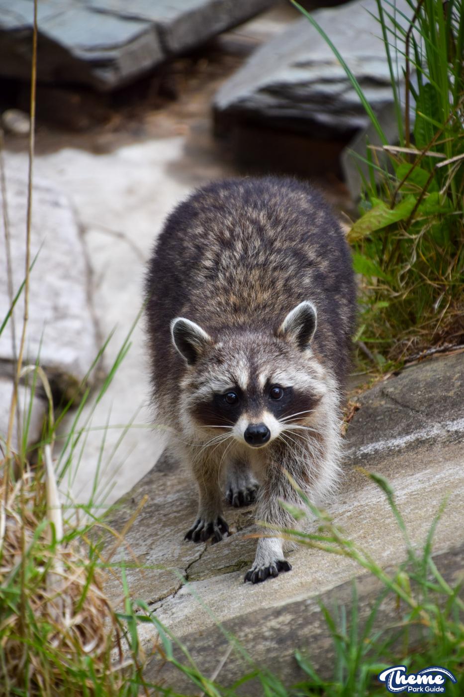 Northern Raccoons - Chessington Zoo