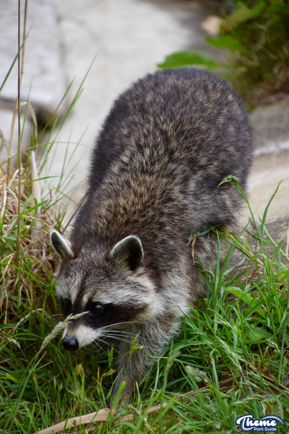 Northern Raccoons - Chessington Zoo