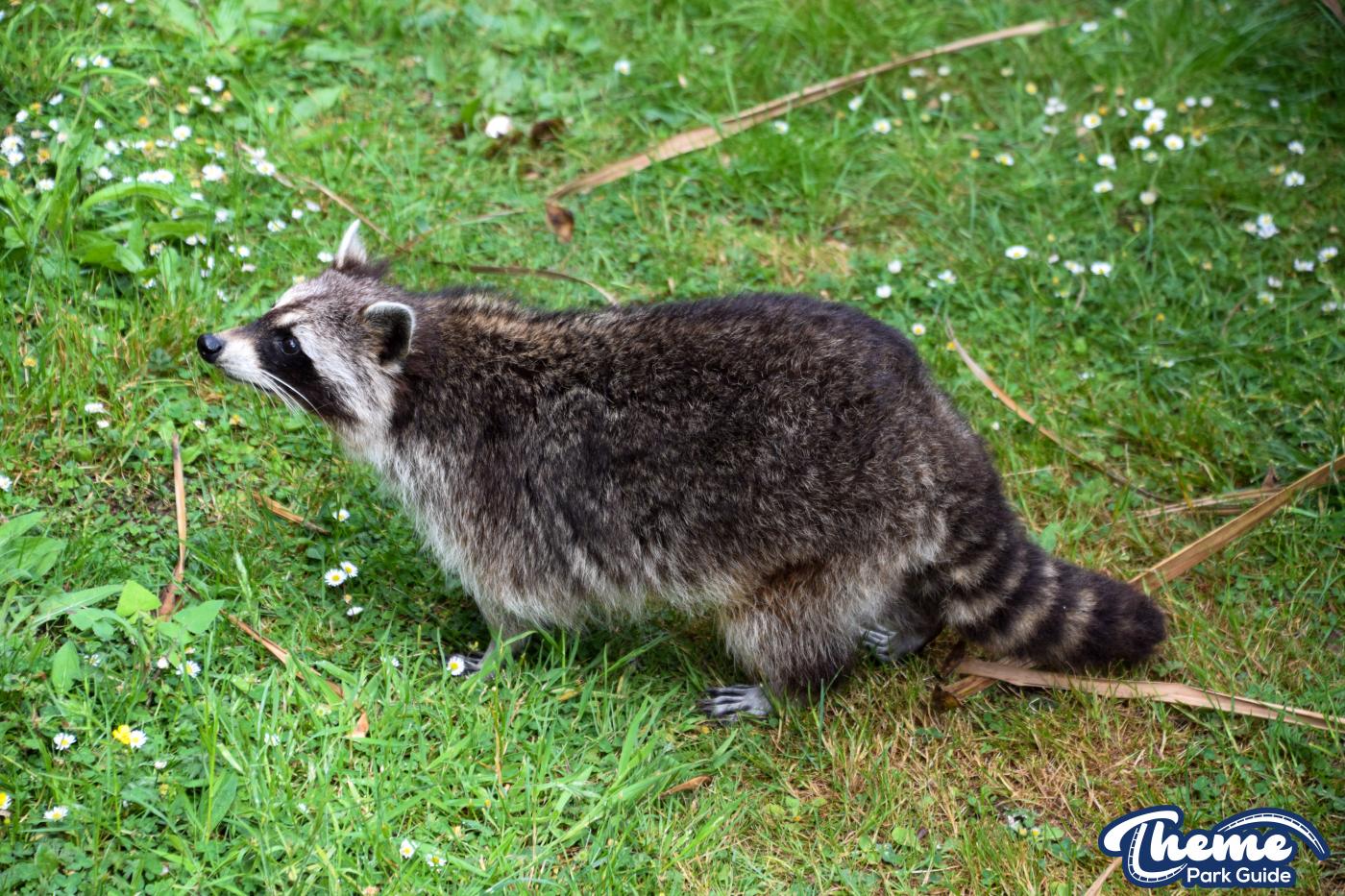 Northern Raccoons - Chessington Zoo
