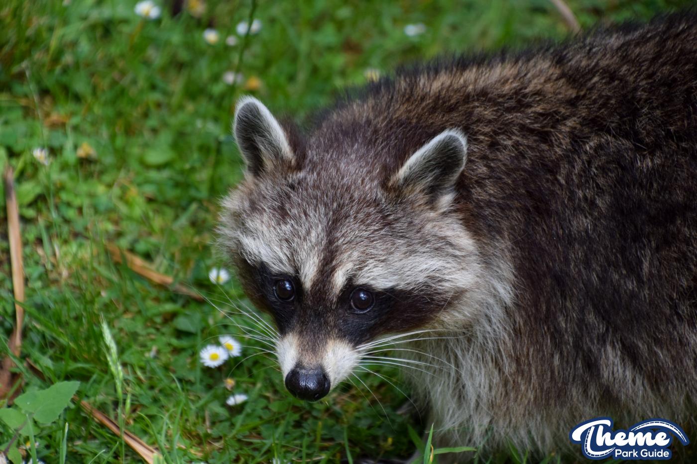 Northern Raccoons - Chessington Zoo