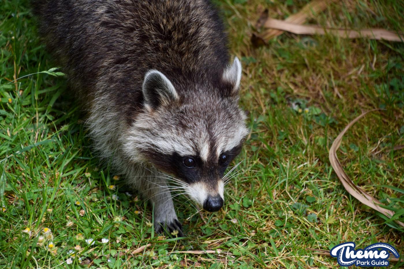 Northern Raccoons - Chessington Zoo