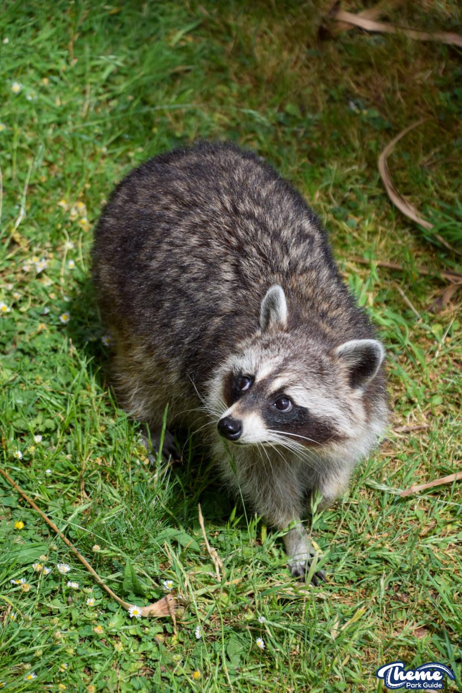 Northern Raccoons - Chessington Zoo