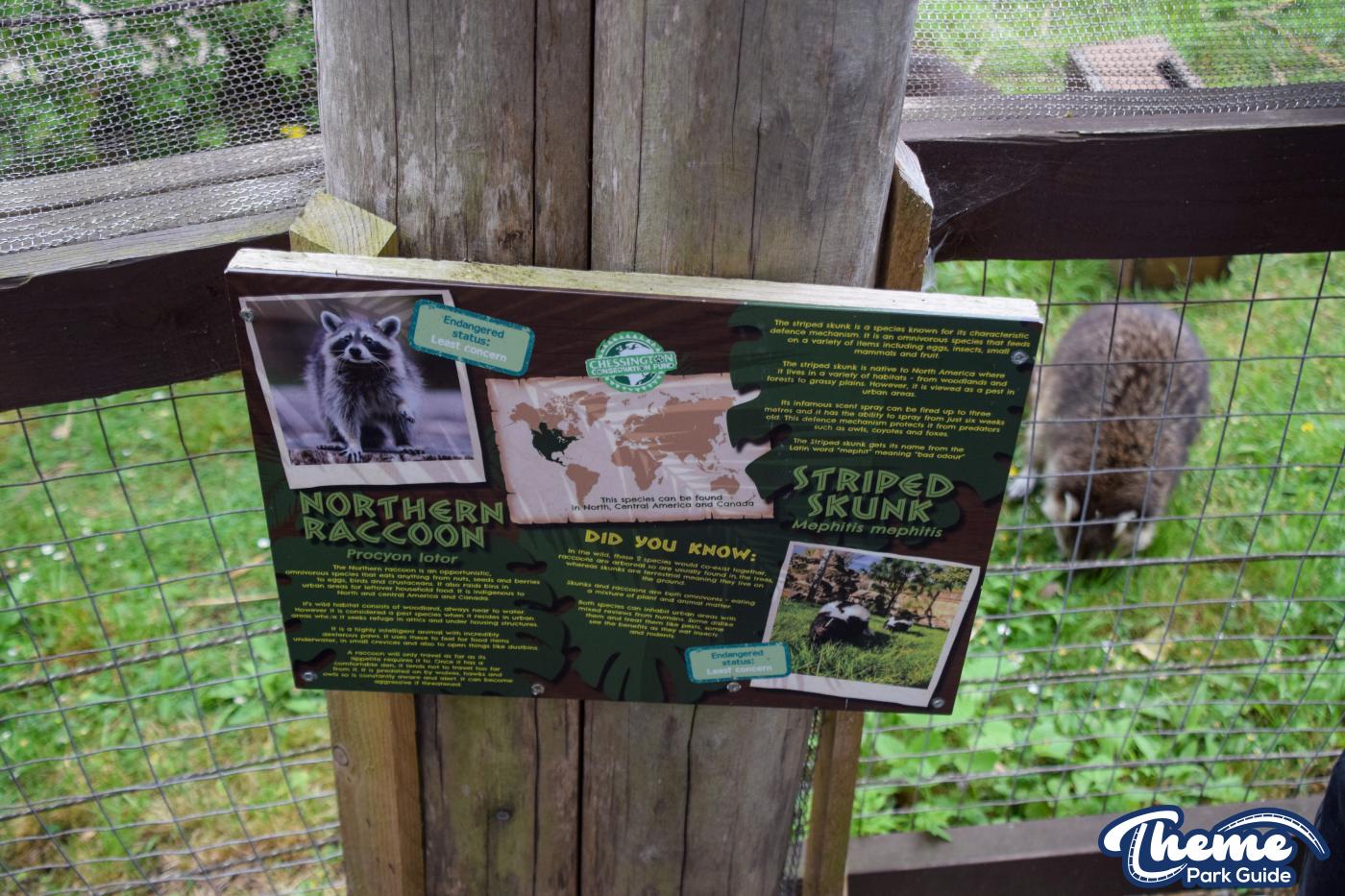 Northern Raccoons - Chessington Zoo