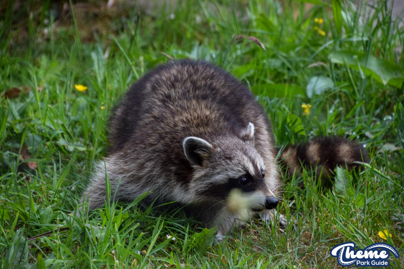 Northern Raccoons - Chessington Zoo