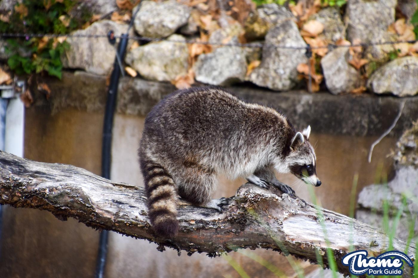 Northern Raccoons - Chessington Zoo