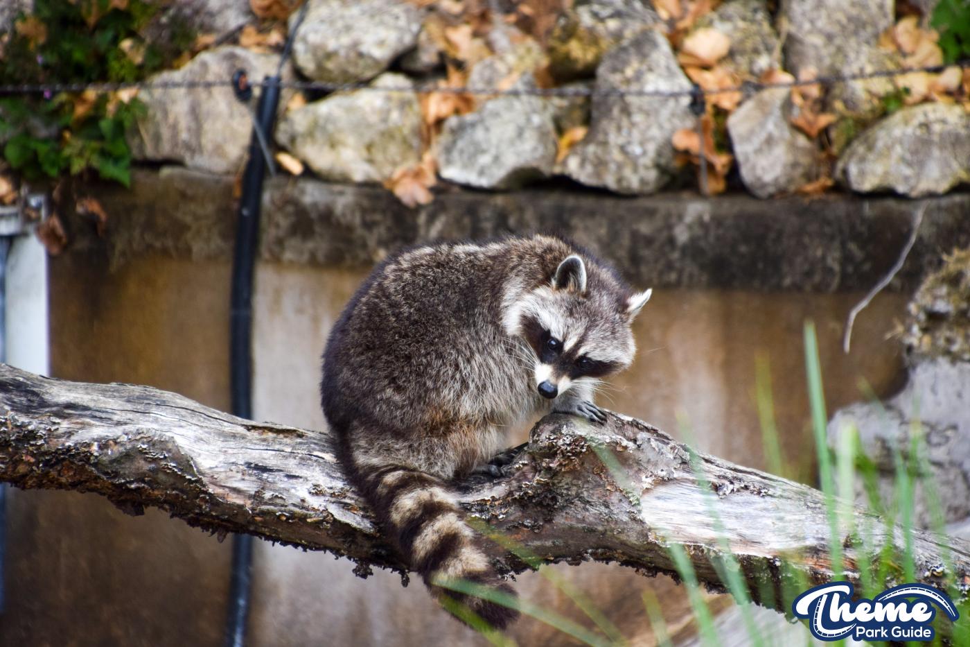 Northern Raccoons - Chessington Zoo