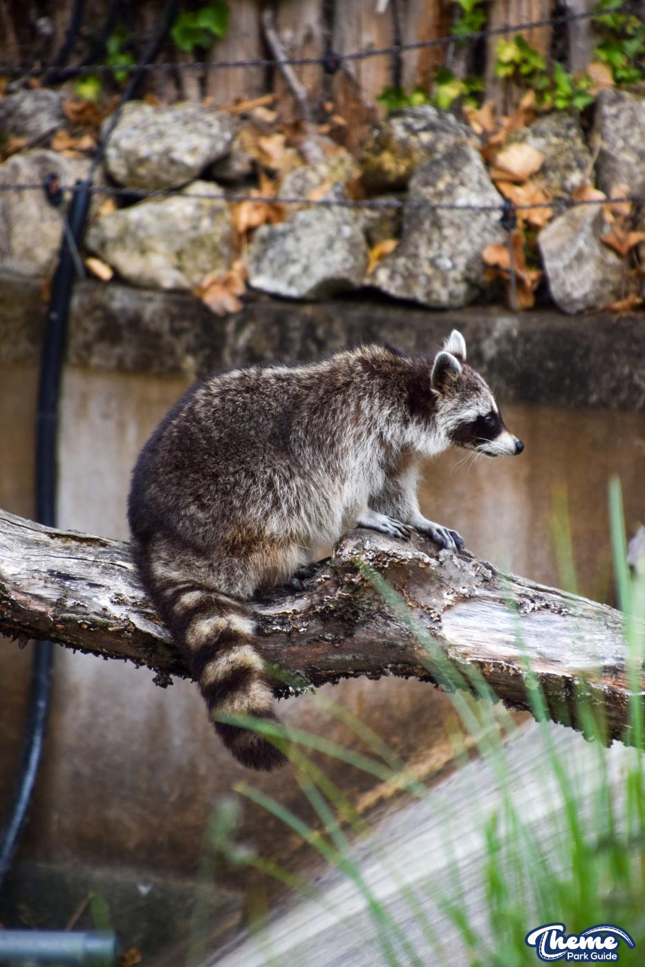 Northern Raccoons - Chessington Zoo