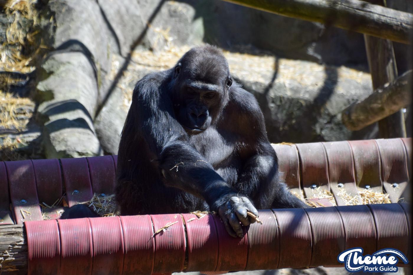 Western Lowland Gorillas - Chessington Zoo