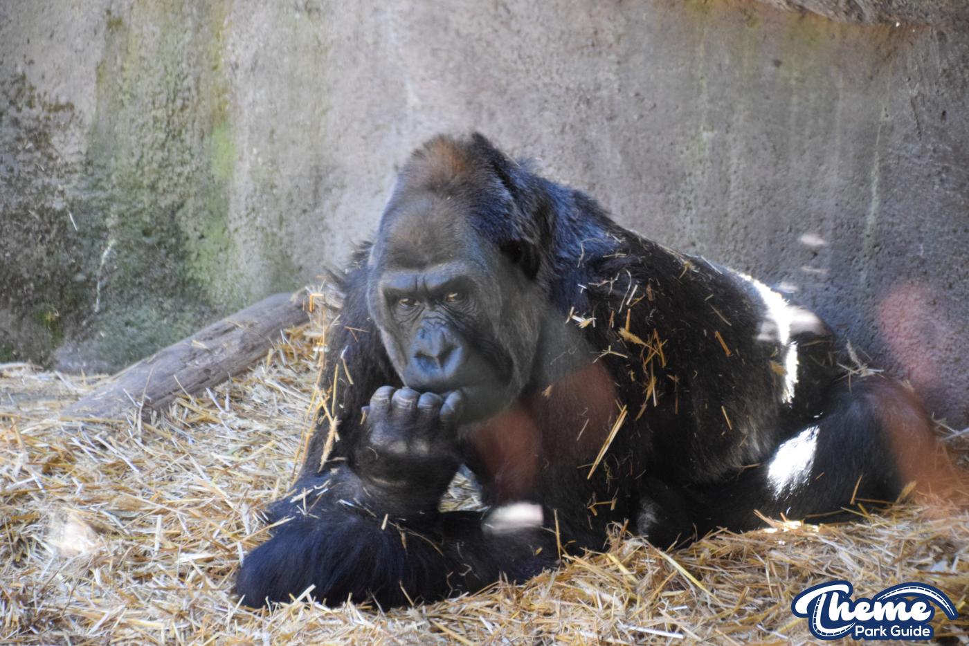 Western Lowland Gorillas - Chessington Zoo