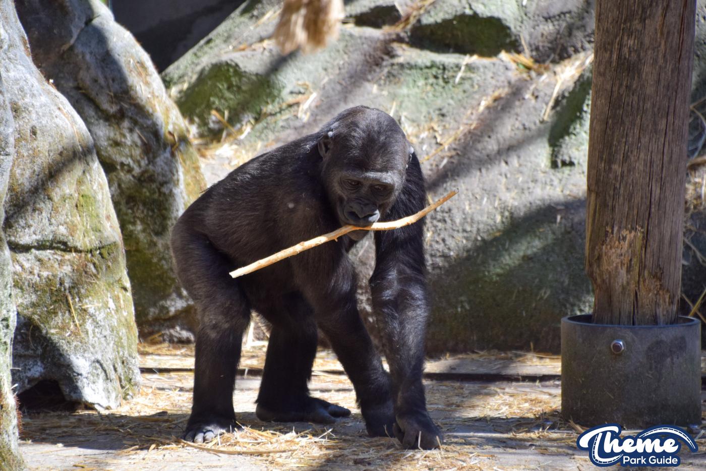 Western Lowland Gorillas - Chessington Zoo