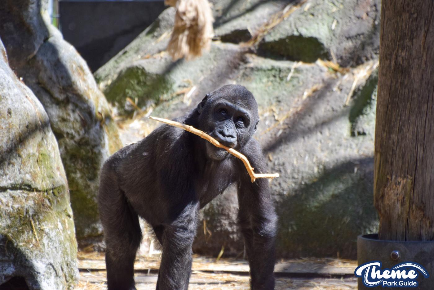 Western Lowland Gorillas - Chessington Zoo