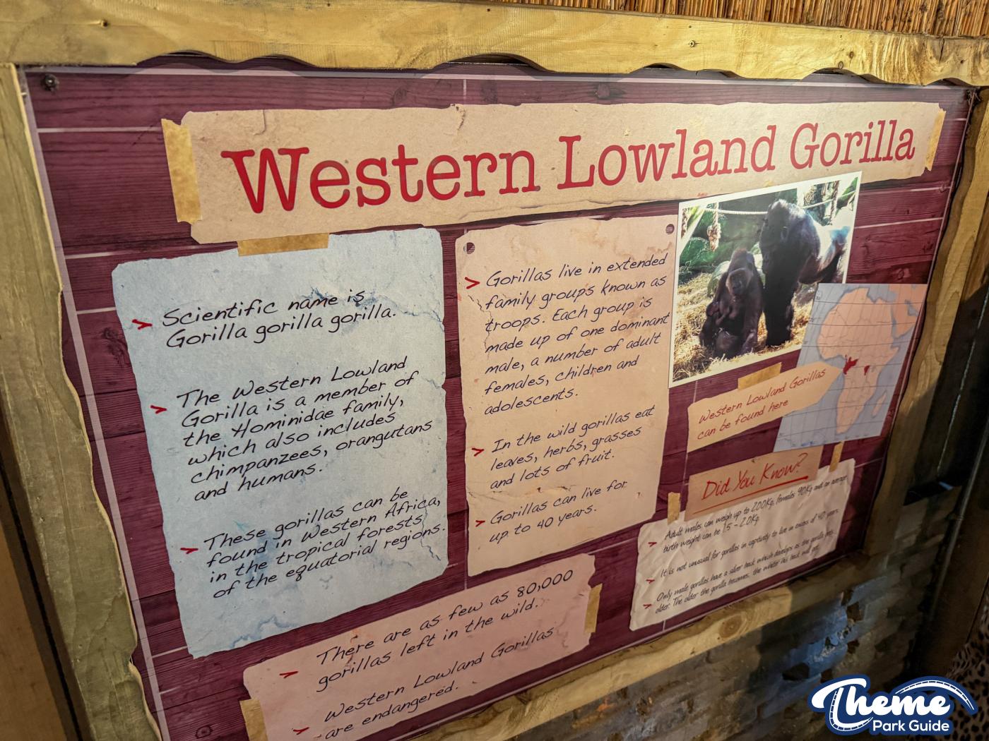 Western Lowland Gorillas - Chessington Zoo