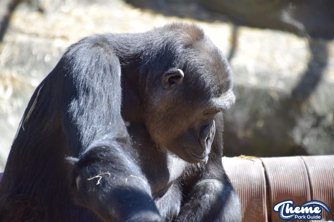 Western Lowland Gorillas - Chessington Zoo
