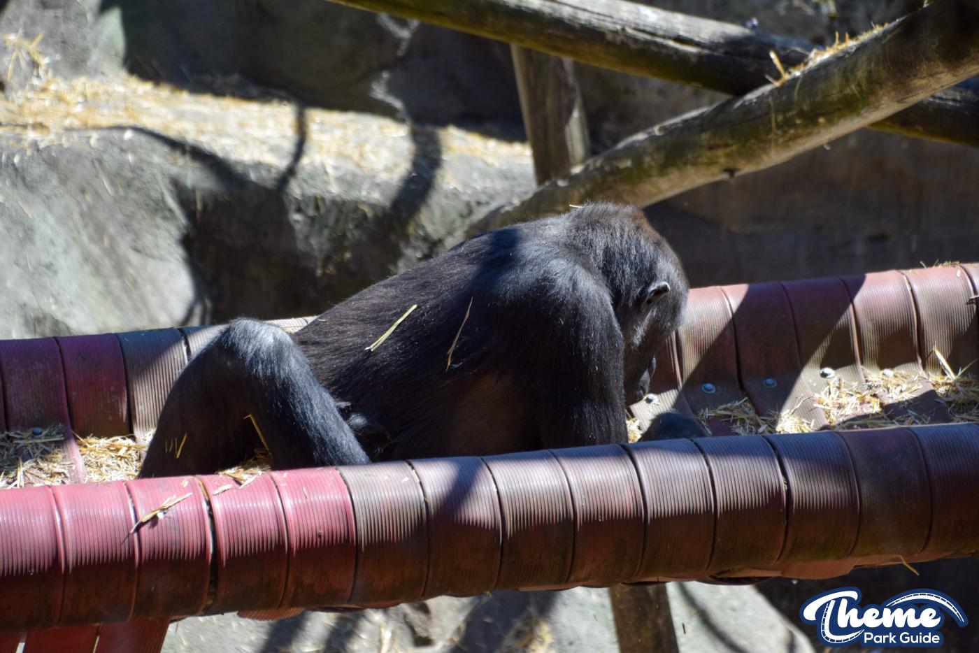 Western Lowland Gorillas - Chessington Zoo