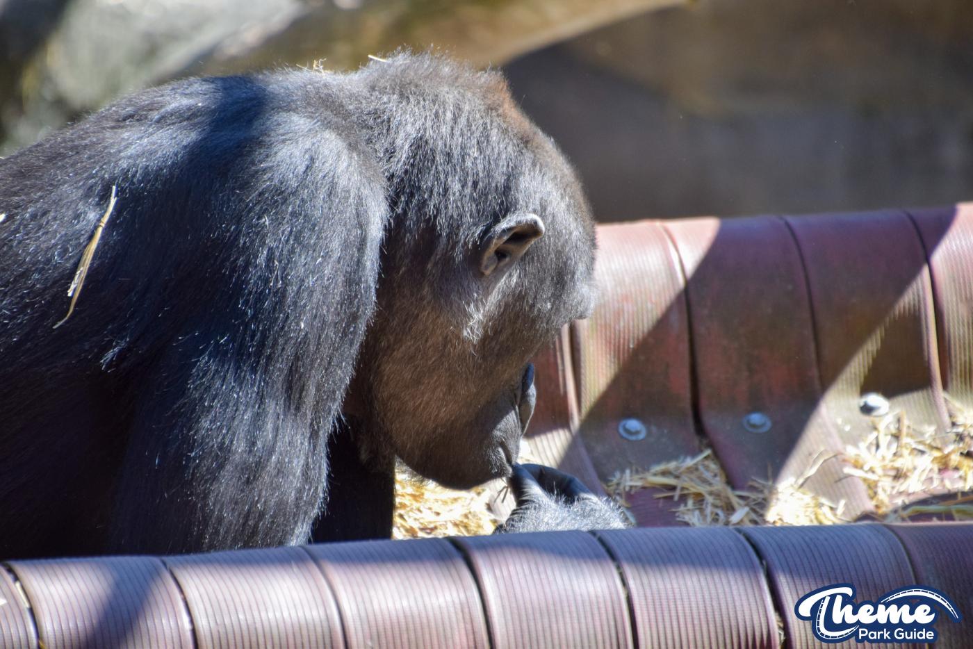 Western Lowland Gorillas - Chessington Zoo