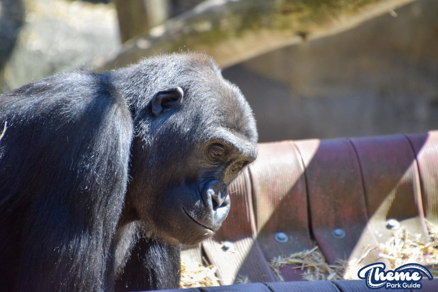 Western Lowland Gorillas - Chessington Zoo