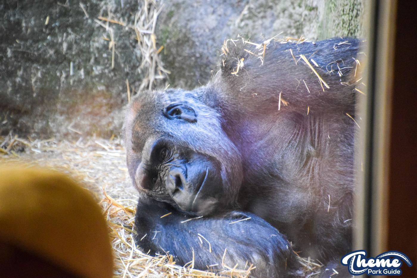 Western Lowland Gorillas - Chessington Zoo