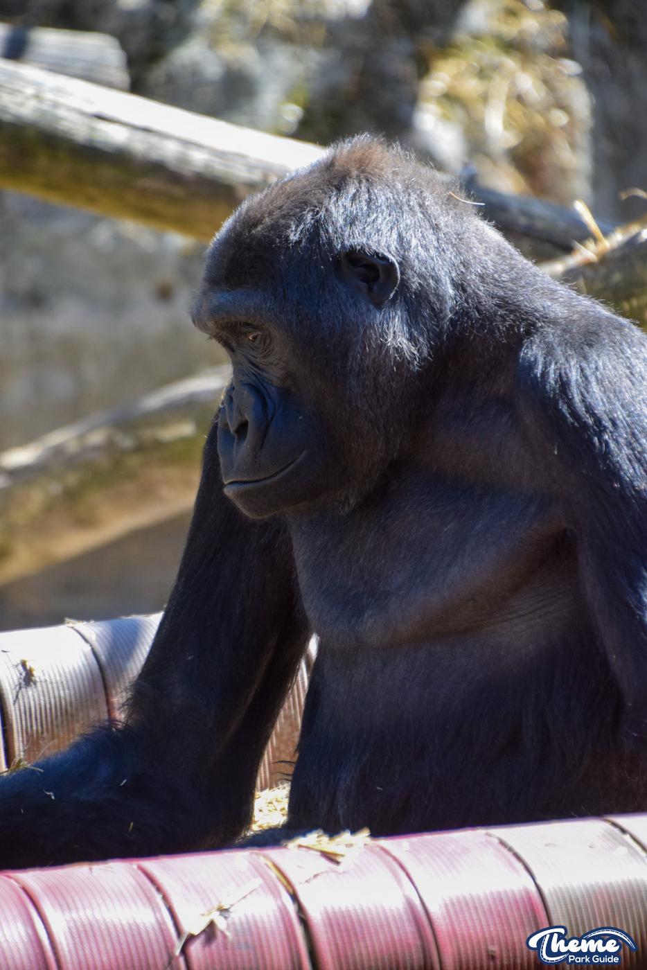Western Lowland Gorillas - Chessington Zoo