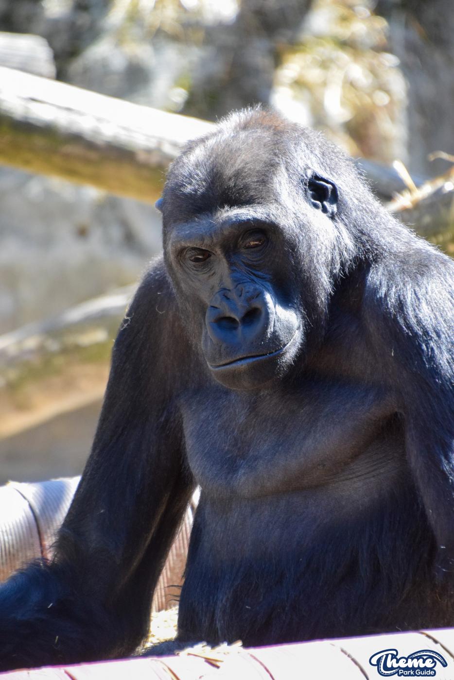 Western Lowland Gorillas - Chessington Zoo