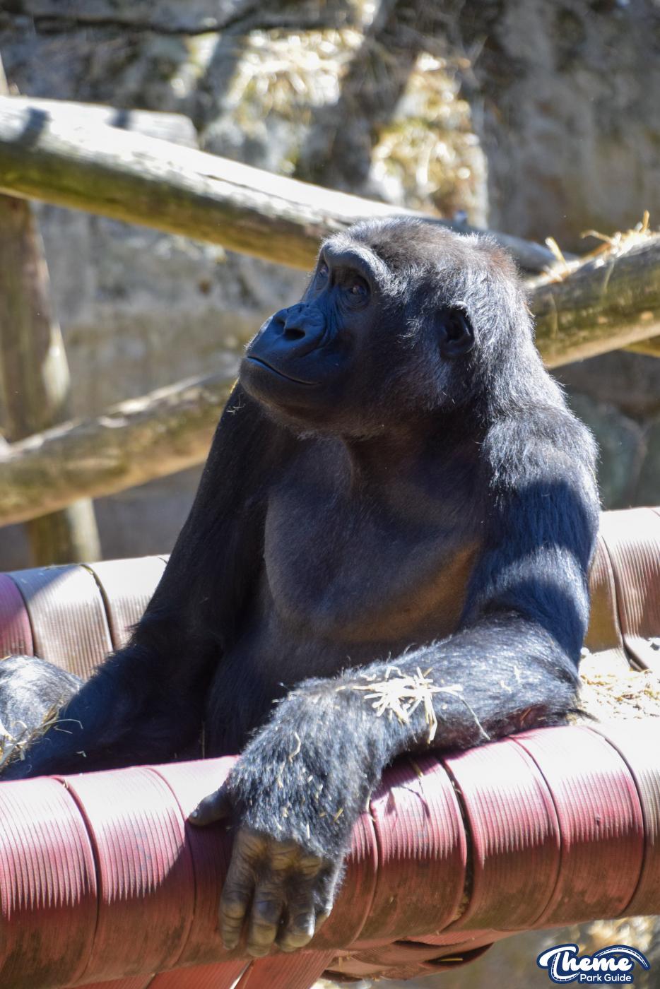 Western Lowland Gorillas - Chessington Zoo